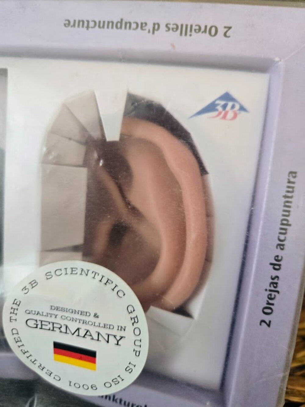 3B Scientific Acupuncture Ears Model Set (Left & Right) - Brand New in Box - Picture 7 of 15